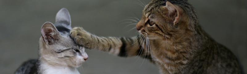 Living with a cat despite a cat allergy