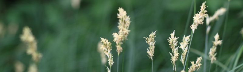 Understanding grass allergy: symptoms, treatment & pollen season