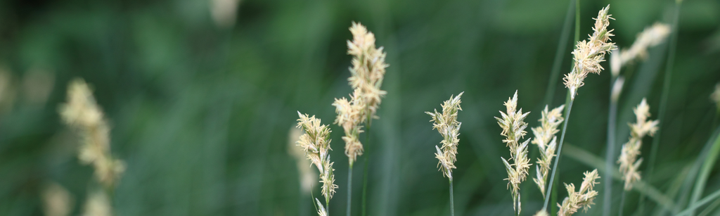 grass allergies