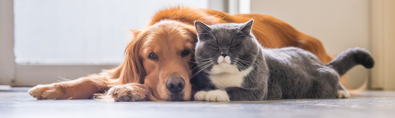 Better understanding cat and dog allergies